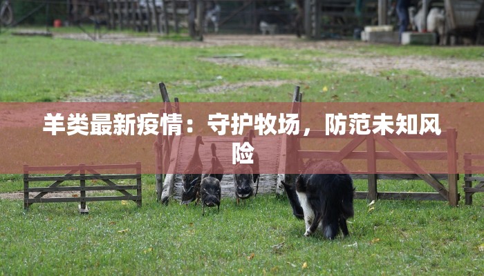 羊类最新疫情：守护牧场，防范未知风险